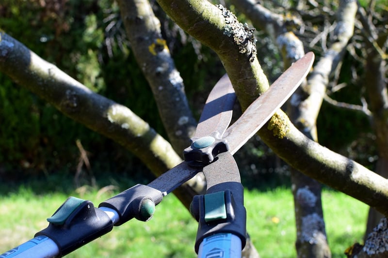 Pruning guidance