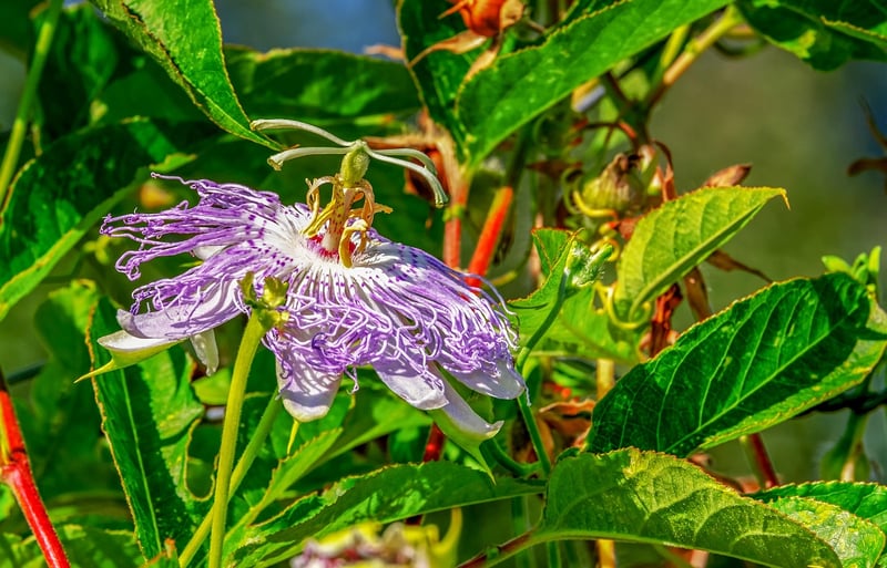 Clematis