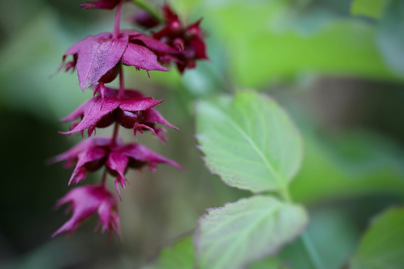 Honeysuckle