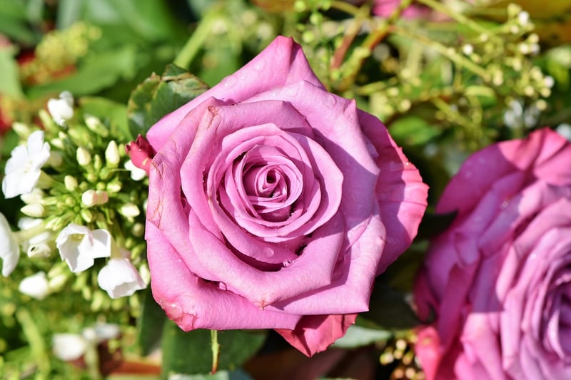 Climbing Rose